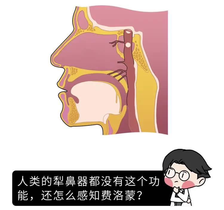 一闻就让人意乱情迷的“催情水”，真的存在吗？靠谱答案来了